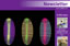 Faculty of Life Sciences - Newsletter Winter 2012