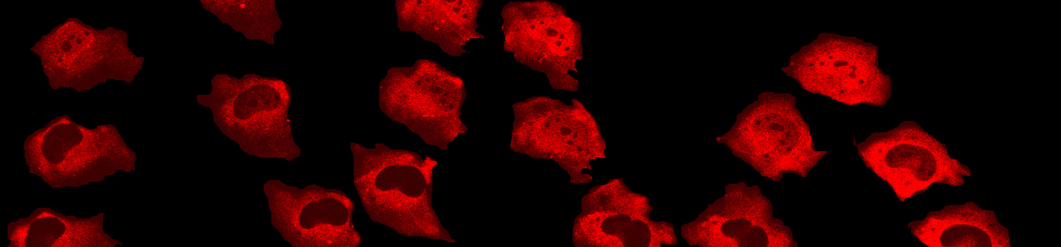 HeLa damped oscillation