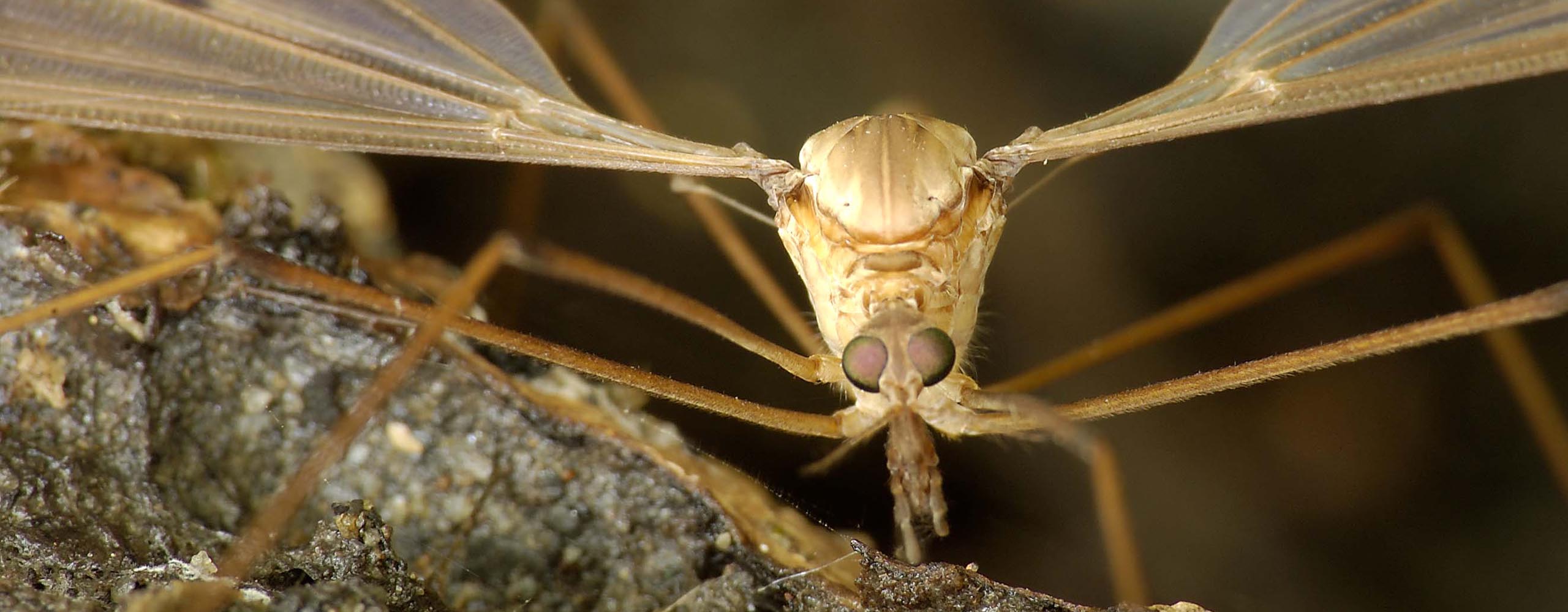 Picture of a mosquito