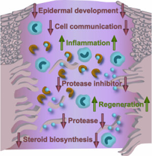 Estrogen Regulation