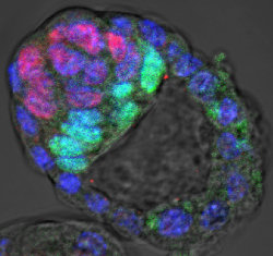 Mouse blastocyst at day 4 of development.  Epiblast-specific marker Nanog (red) and primitive endoderm-specific expression of GFP from the Pdgfra promoter (green) are mutually exclusive and sorted into two adjacent layers.