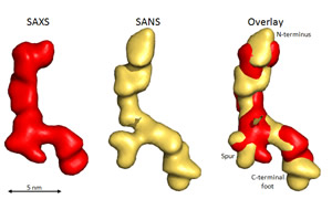 Shapes of full-length tropoelastin calculated from solution X-ray (SAXS) or neutron (SANS) scattering data. An overlay of the models from the two methods is also shown. The proposed locations of the N-terminus, the spur region containing exons 20-24 and the C-terminus are indicated. Scale bar is 5 nm.