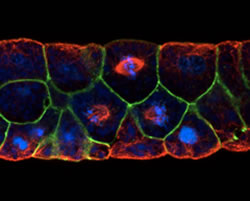 Confocal image of a bisected Xenopus gastrula stage embryo, stained for α-tubulin (red), membrane-GFP (green) and DNA (blue). Cells in the outer epithelium (top) undergo symmetric cell divisions, with their mitotic spindles oriented parallel to the plane of the epithelium.