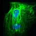 The North West Embryonic Stem Cell Centre