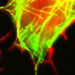 Wellcome Trust Centre for Cell-Matrix Research