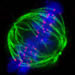 A mitotic HeLa cell following deconvolution on the delta vision microscope with its chromasomes labeled in blue, spindle microtubules in green and its kinetochores in red. Image supplied by Mailys Vergnolle (FLS)