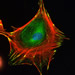 Cell
